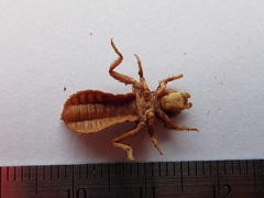 Ophiogomphus anomalus