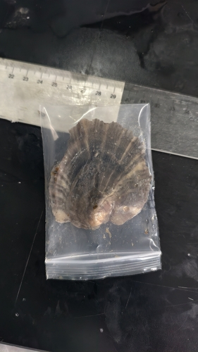 Ostrea denselamellosa observed 2026-05-14
