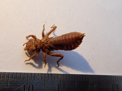 Ophiogomphus anomalus