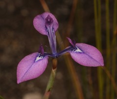 Moraea tripetala tripetala