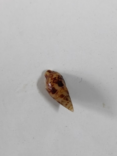 Mitrella bella observed 2026-05-14