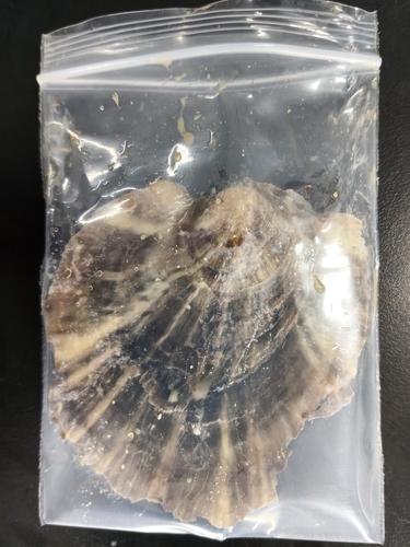 Ostrea denselamellosa observed 2026-05-14