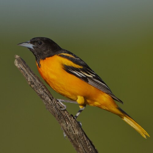 Turpial de Baltimore (Icterus galbula)