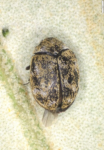 Varied Carpet Beetle