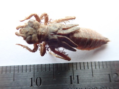 Ophiogomphus anomalus