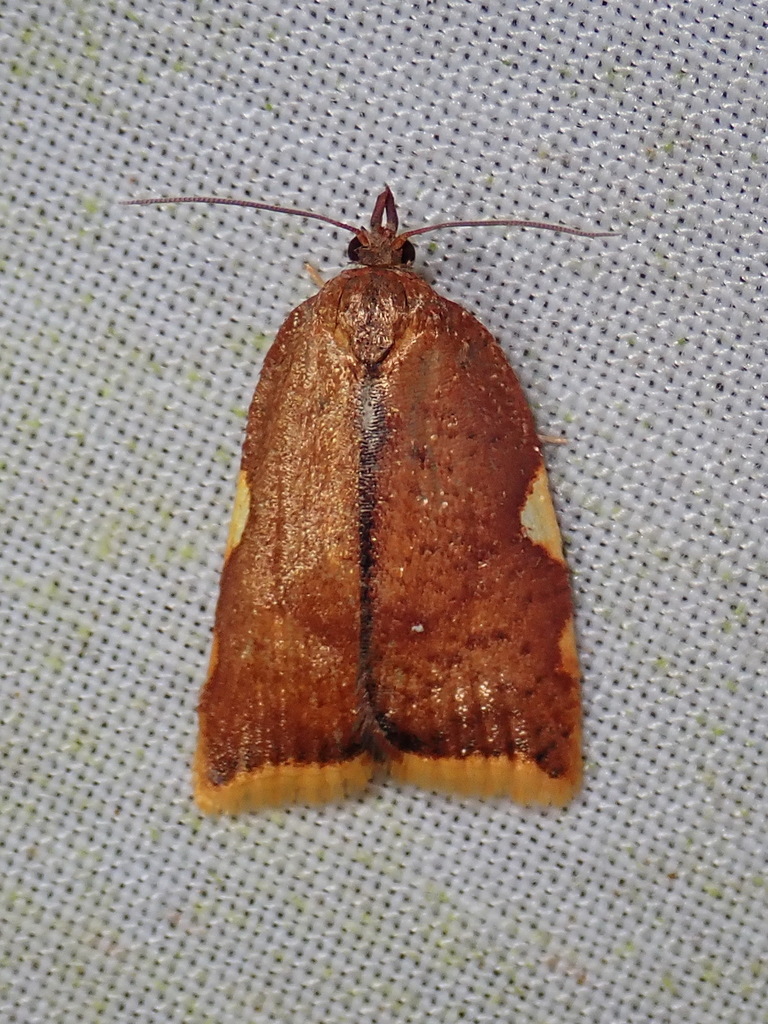 Sparganopseustis flaviciliana