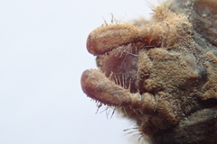 Ophiogomphus anomalus
