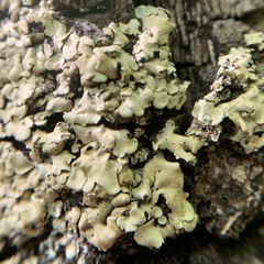 Placidium arboreum