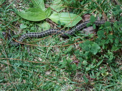 Thamnophis scalaris