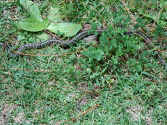 Thamnophis scalaris