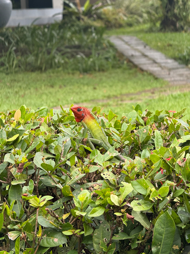 Common Green Forest Lizard