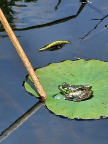American Bullfrog observed by northamericanbigbackedswallow