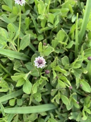 Phyla nodiflora