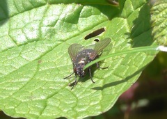 Eudasyphora cyanella