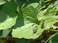 Eudasyphora cyanella