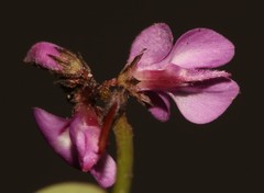 Indigofera ovata