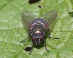 Eudasyphora cyanella