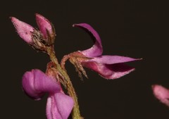 Indigofera ovata