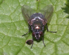 Eudasyphora cyanella