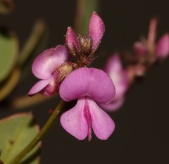 Indigofera ovata