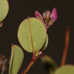 Indigofera ovata