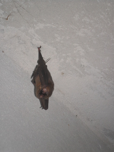 Mormoops megalophylla