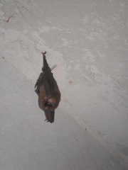 Mormoops megalophylla