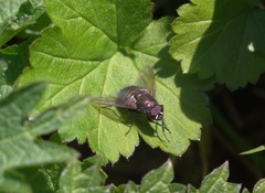Eudasyphora cyanella