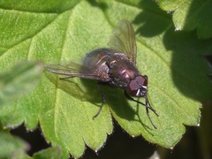 Eudasyphora cyanella