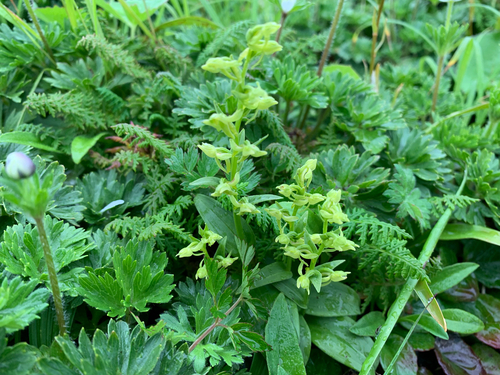 Platanthera takedae iNat (2)