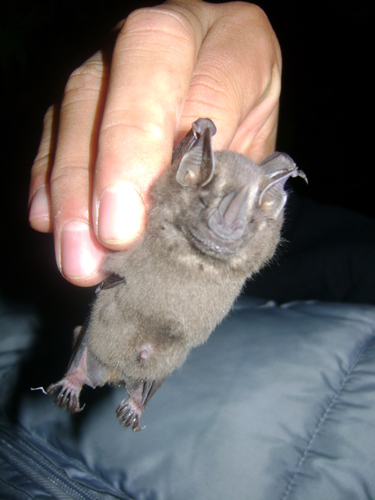 Dermanura tolteca