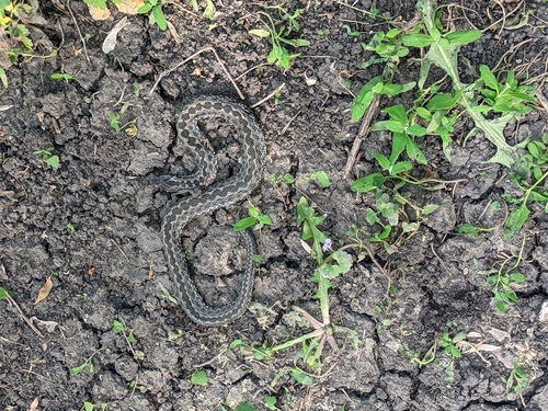 Steppe Viper