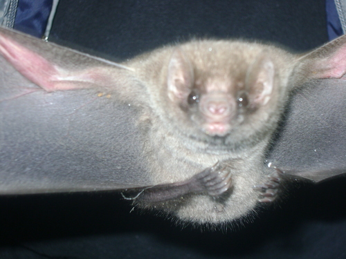 Diphylla ecaudata