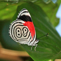 Diaethria anna