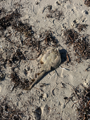 Southern Fiddler