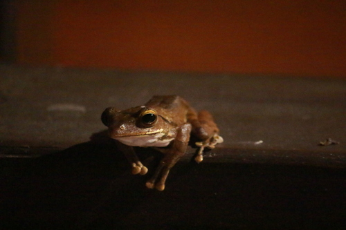 Common Hourglass Tree Frog