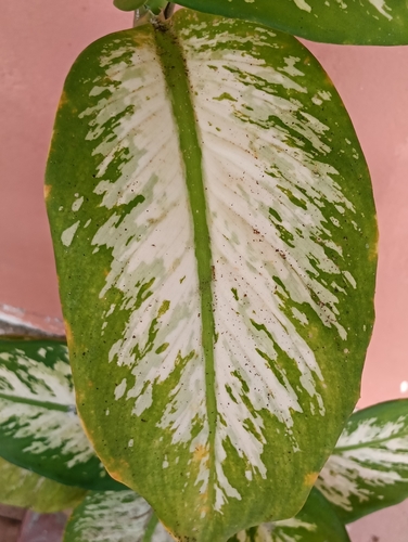 tuftroot