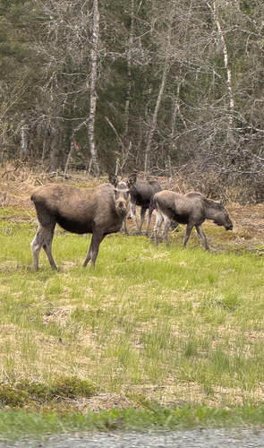 Moose observed by kelvin_oo
