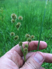 Juncus validus