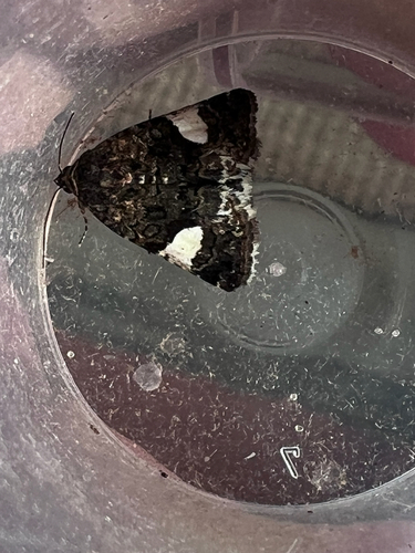 Four-spotted Moth