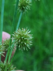 Juncus validus