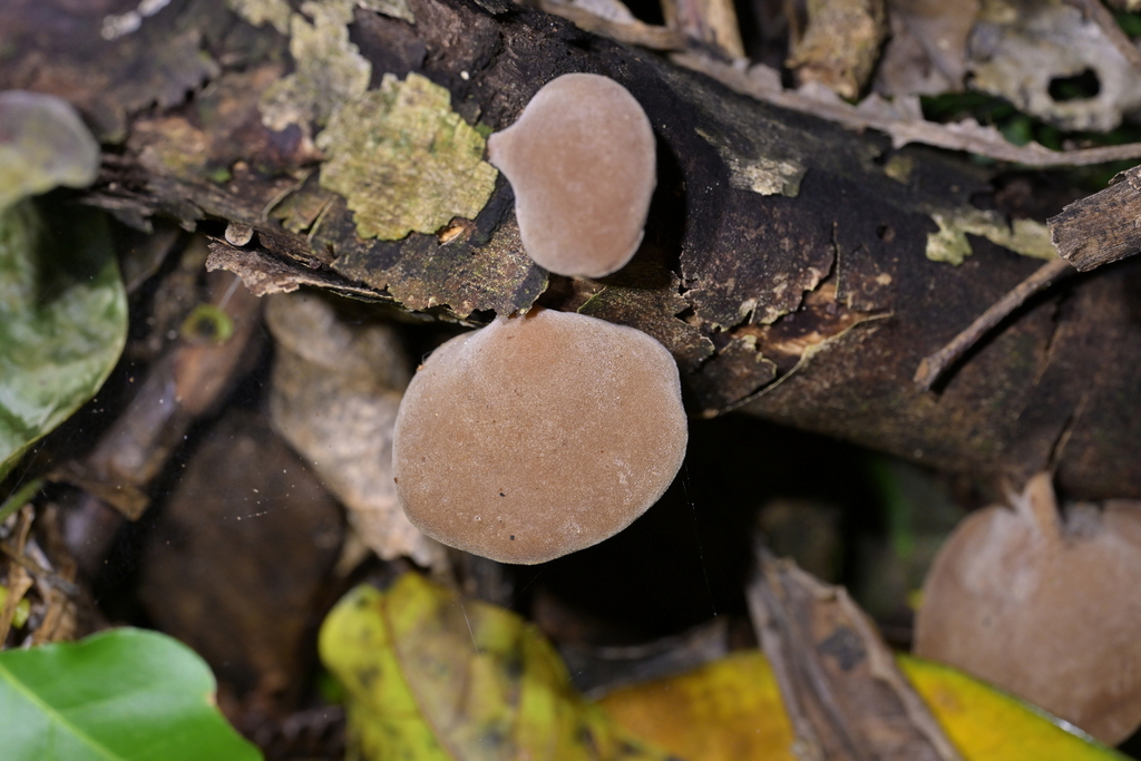 Auricularia cornea · May 2026 · photo: © christopherstephens (iNaturalist, cc-by)