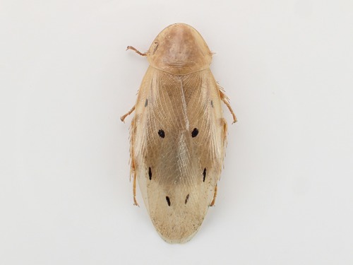 Panchlora fraterna · iNaturalist