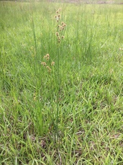 Juncus validus