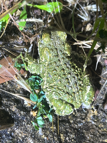 Natterjack Toad