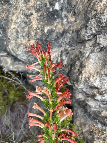 Erica curviflora, photograph 6