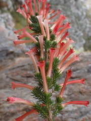 Erica curviflora, photograph (c) Ren Hoekstra, some rights reserved (CC BY)