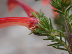 Erica curviflora, photograph (c) Ren Hoekstra, some rights reserved (CC BY)