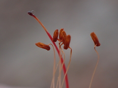 Erica curviflora, photograph (c) Ren Hoekstra, some rights reserved (CC BY)
