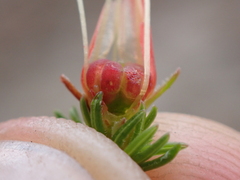 Erica curviflora, photograph (c) Ren Hoekstra, some rights reserved (CC BY)